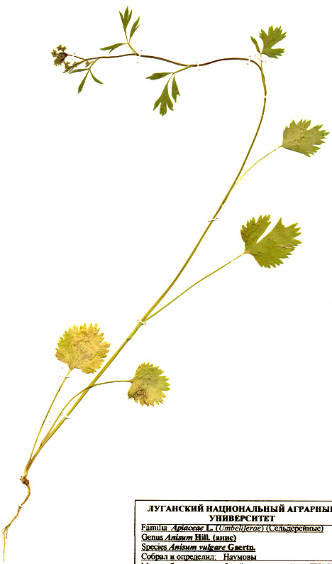 Image of Pimpinella anisum specimen.