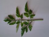 Oenanthe javanica