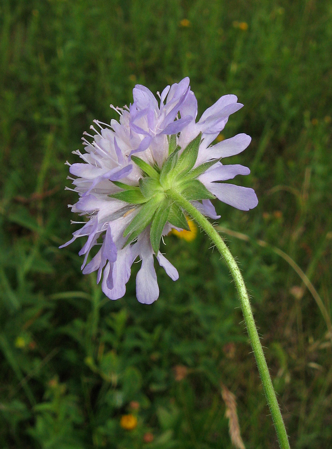 Image of Knautia arvensis specimen.