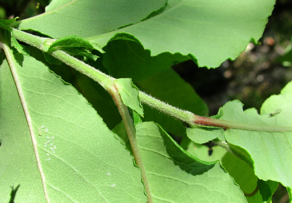 Image of Salix hastata specimen.