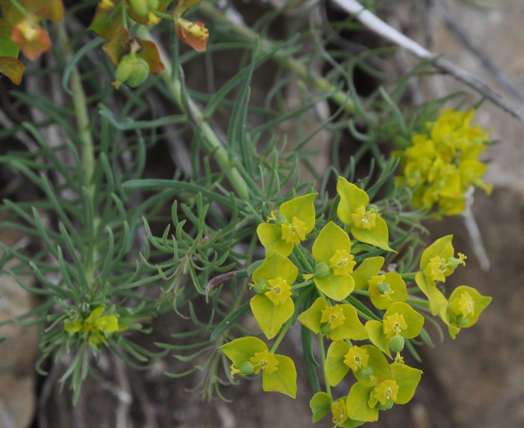 Изображение особи Euphorbia cyparissias.