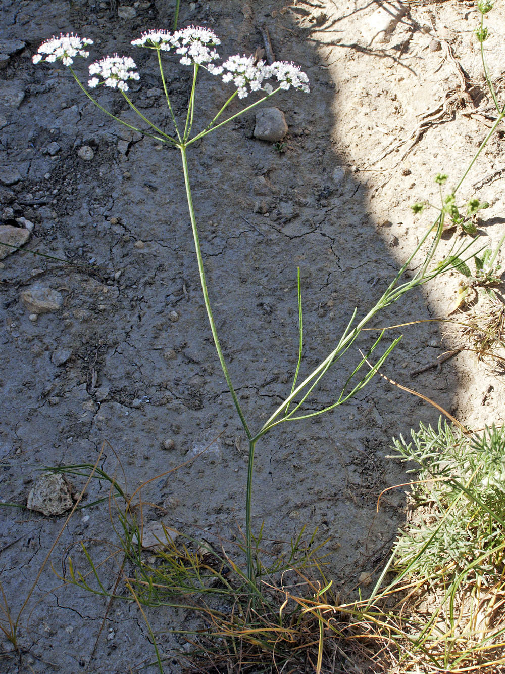 Image of Bunium capusii specimen.