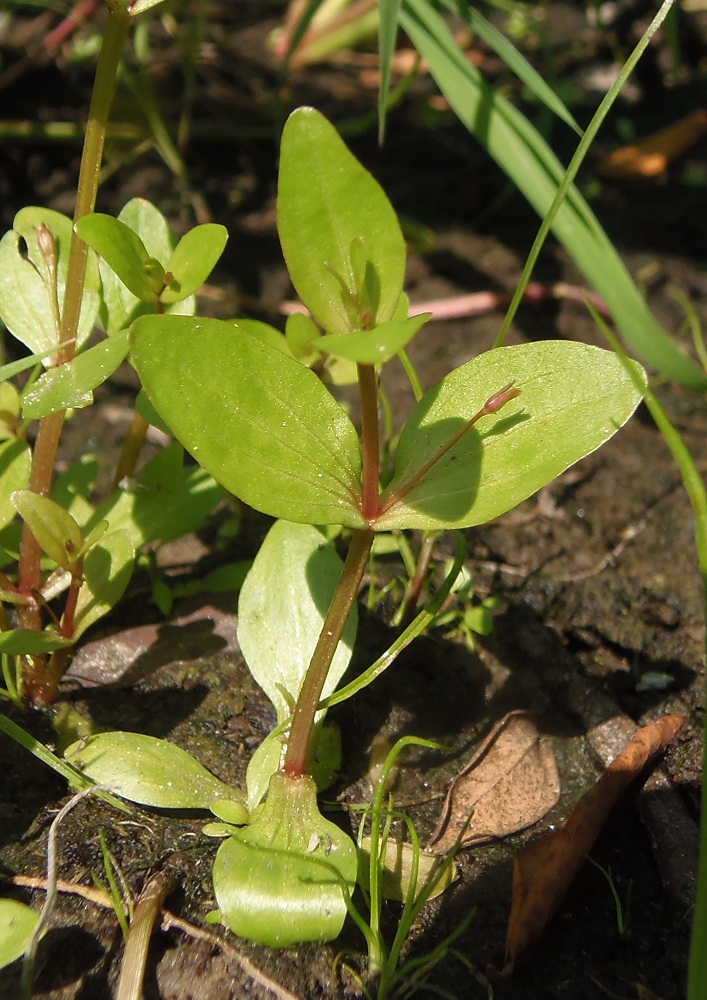 Изображение особи Lindernia procumbens.