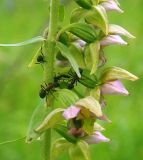 Epipactis helleborine