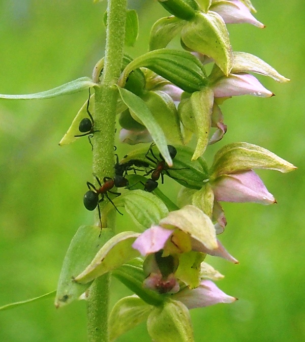 Image of Epipactis helleborine specimen.