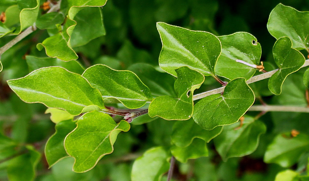 Изображение особи Syringa meyeri.