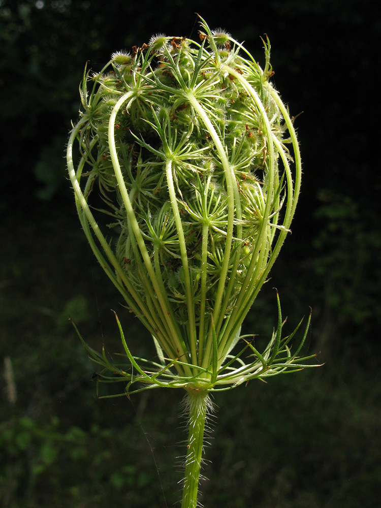 Изображение особи Daucus carota.