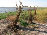 Verbascum densiflorum. Высохшие плодоносящие растения (в высоту - более 2 м) на песчано-ракушечном берегу. Краснодарский край, м/о Анапа, окр. станицы Благовещенская, Кизилташский лиман. 20.08.2013.