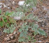 Scabiosa bipinnata. Нижняя часть растения. Черноморское побережье Кавказа, обочина дороги (смотровая площадка) между Дивноморским и Джанхотом. 23.08.2013.