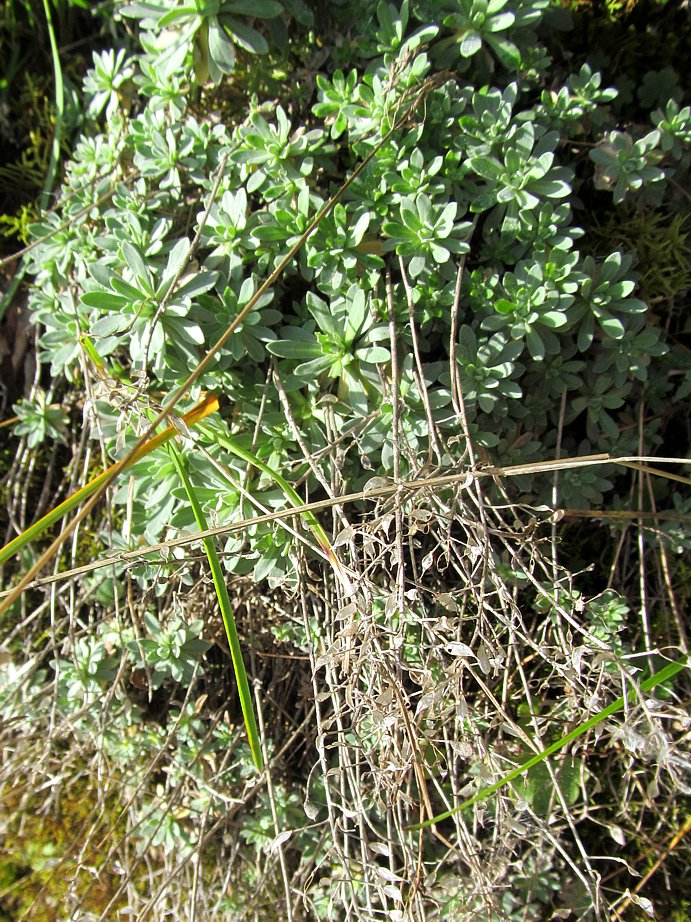Изображение особи Schivereckia podolica.