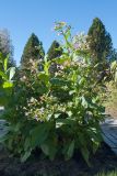 Nicotiana tabacum. Цветущее растение. Финляндия, г. Оулу, ботанический сад Университета Оулу, в культуре. 12.09.2013.