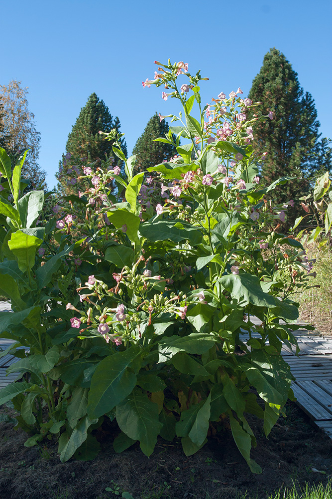 Изображение особи Nicotiana tabacum.