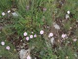 Convolvulus cantabrica