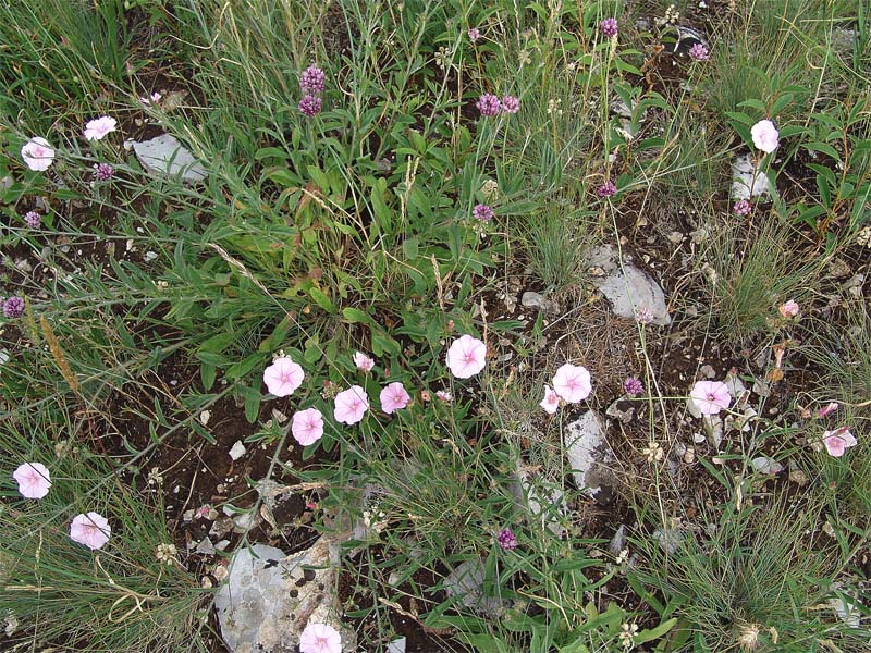 Изображение особи Convolvulus cantabrica.