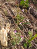 Clinopodium nepeta. Цветущее растение на скальном обнажении. Краснодарский край, окр. г. Геленджик, щель Прасковеевская, обочина дороги по склону хребта над селом Прасковеевка. 21.09.2013.