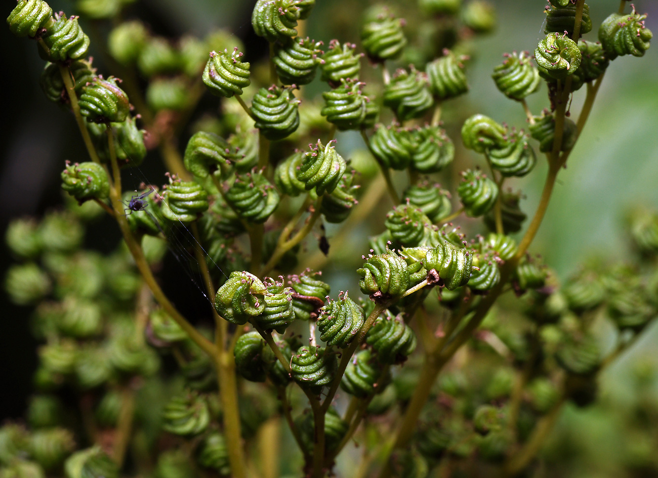 Image of Filipendula ulmaria specimen.