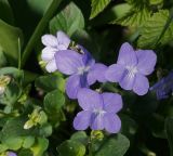 Viola canina. Цветки. Московская обл., Раменский р-н, окр. ж.-д. платформы Хрипань, залежь. 15.05.2013.