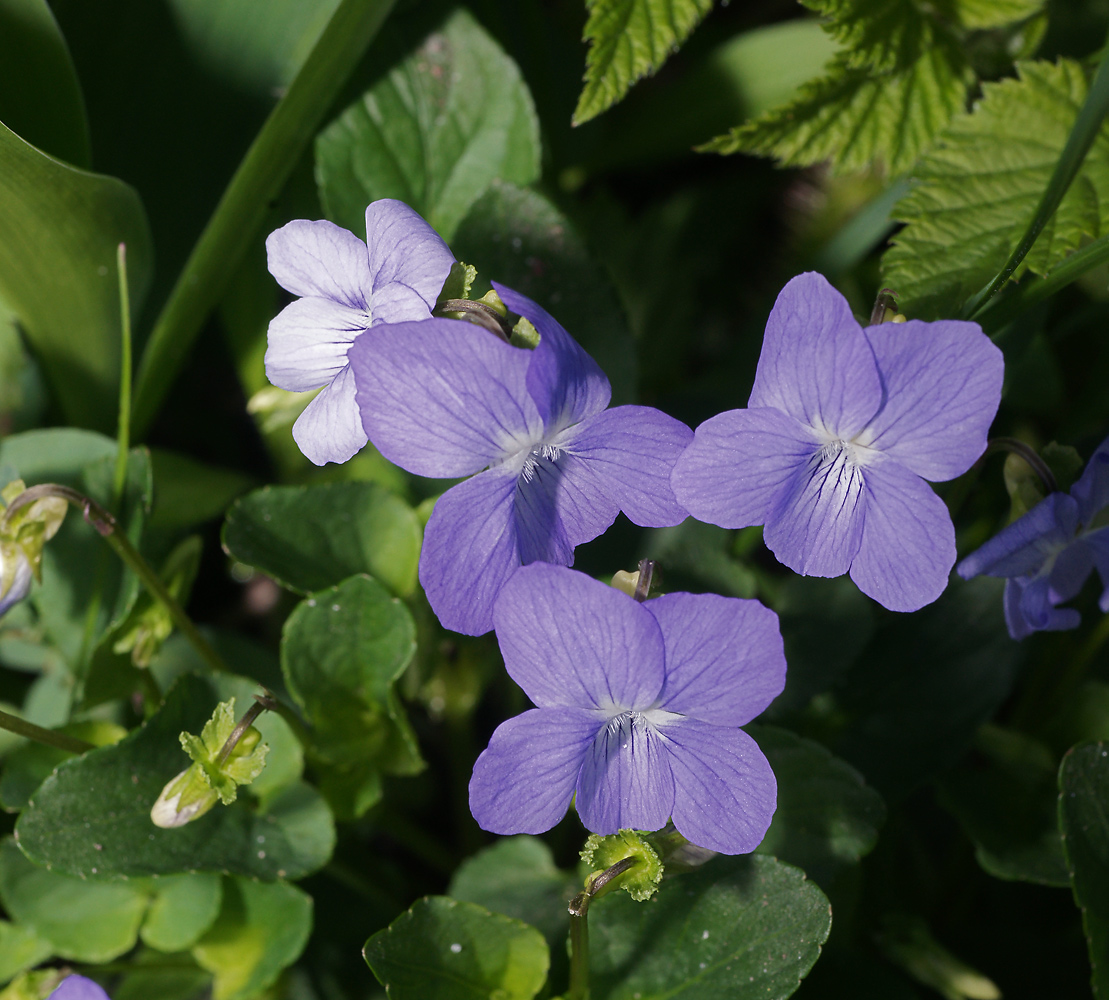 Изображение особи Viola canina.