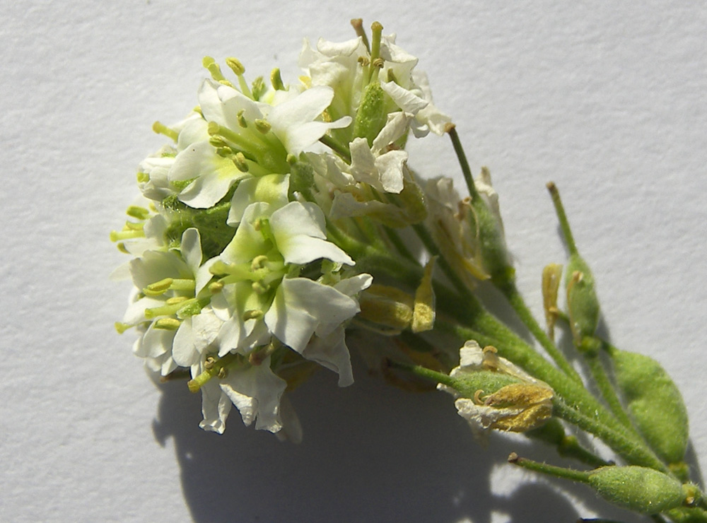 Image of Berteroa incana specimen.