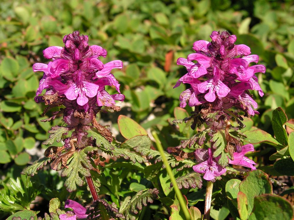 Изображение особи Pedicularis verticillata.