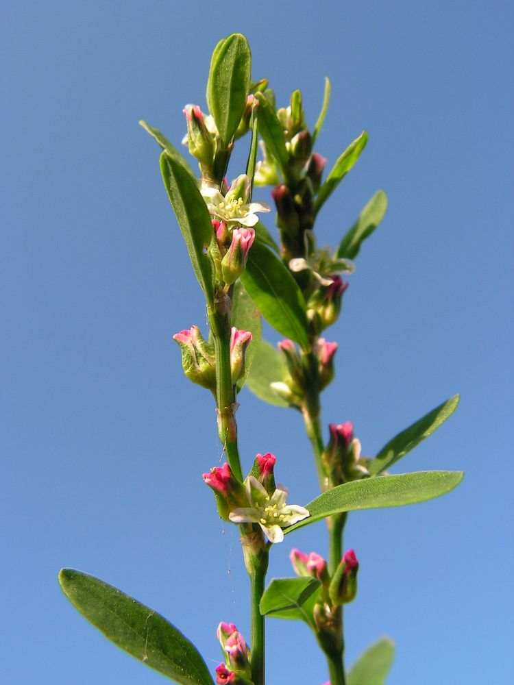 Изображение особи род Polygonum.