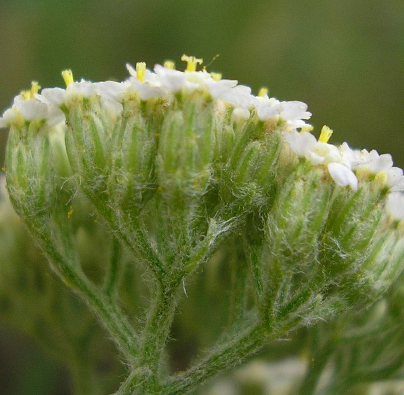 Image of Achillea millefolium specimen.