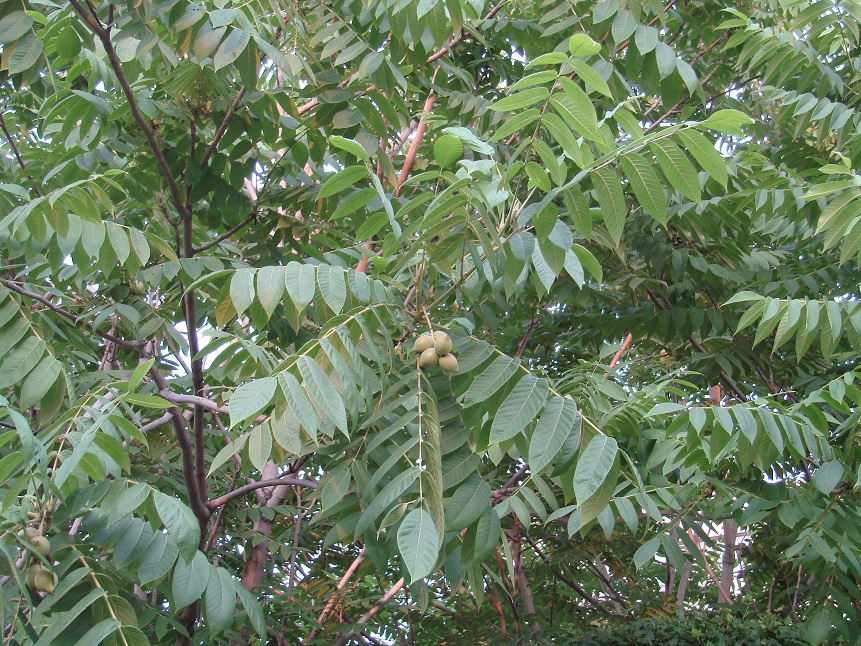 Изображение особи Juglans mandshurica.