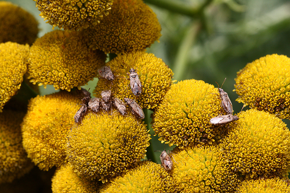 Image of Tanacetum boreale specimen.