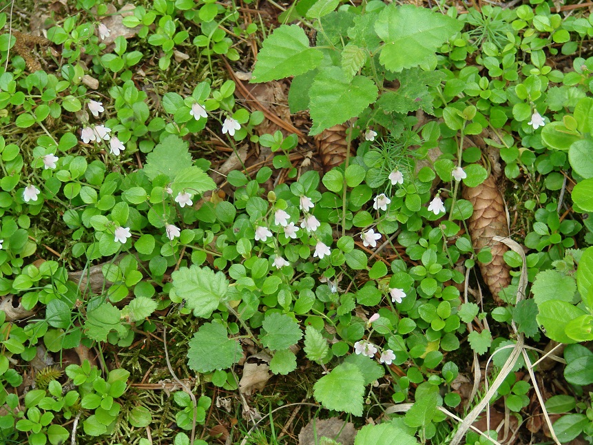 Изображение особи Linnaea borealis.