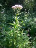 Eupatorium cannabinum. цветущее растение. Молдова, Оргеевский р-н, с. Ватич, окраина дубово-грабового леса. 04.08.2013.