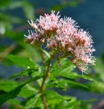 Eupatorium cannabinum