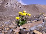 Ranunculus transiliensis