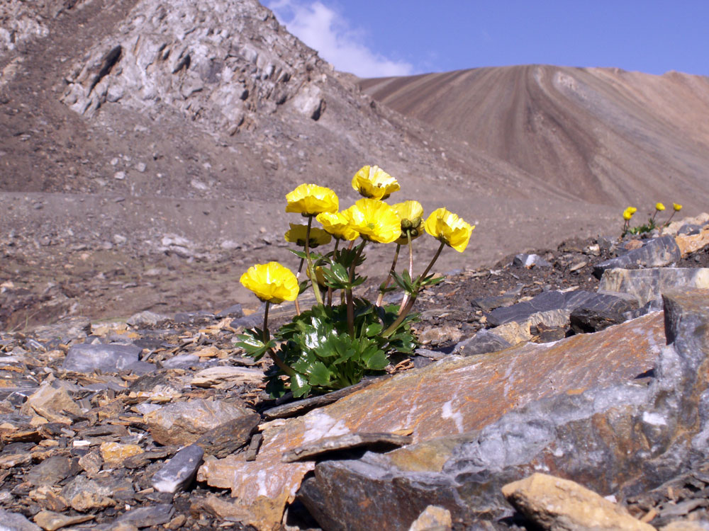 Изображение особи Ranunculus transiliensis.