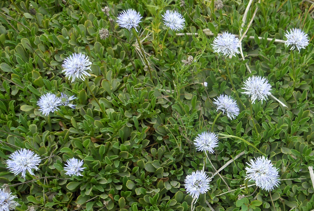 Изображение особи род Globularia.