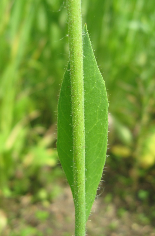 Image of Pilosella lydiae specimen.