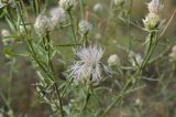 Centaurea konkae