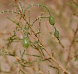 Haloxylon persicum. Веточка с галлами на соцветиях. Израиль, южная Арава, окр. киббуца Элифаз, пески. 04.03.2014.