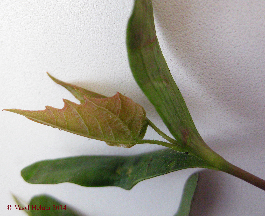 Image of Acer platanoides specimen.