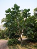 род Artocarpus