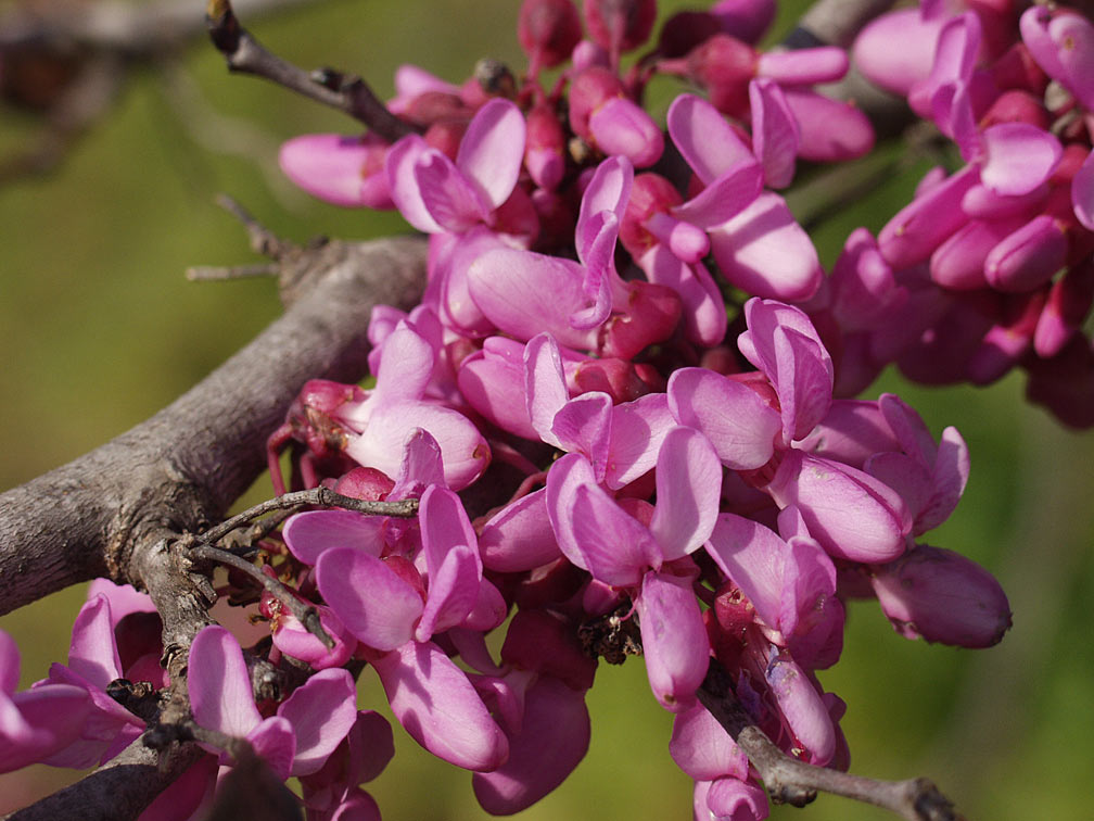 Image of Cercis siliquastrum specimen.