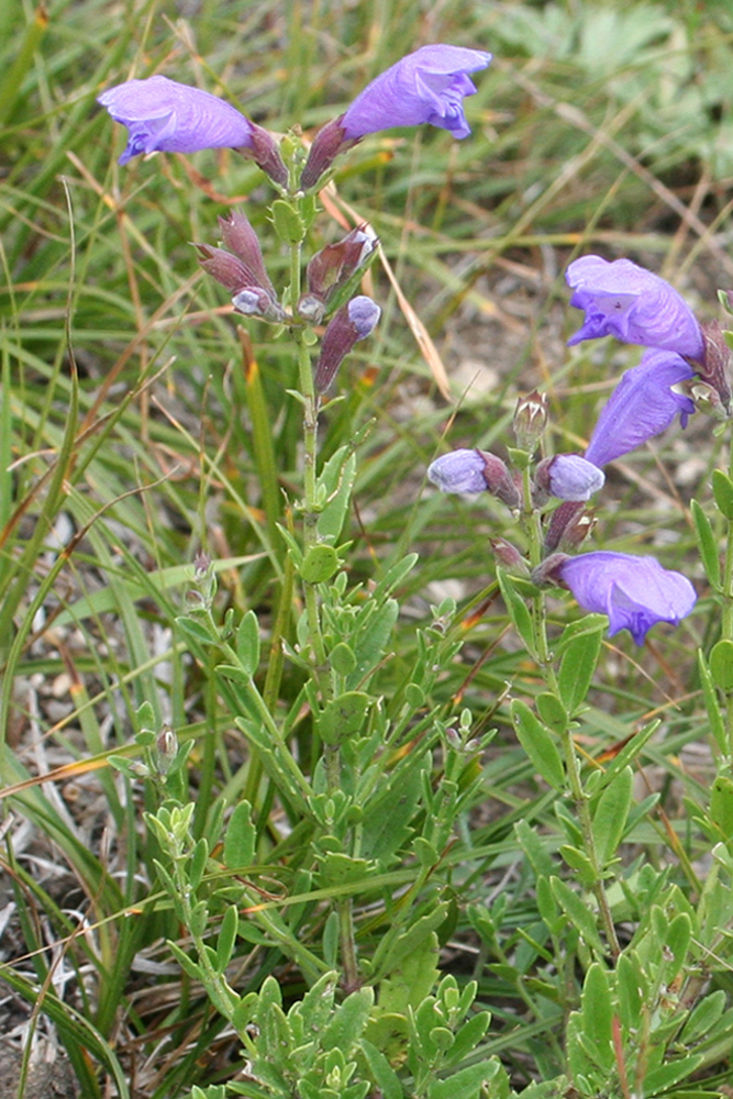 Изображение особи Dracocephalum peregrinum.