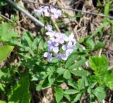 Cardamine quinquefolia