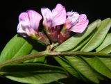 Vicia sepium