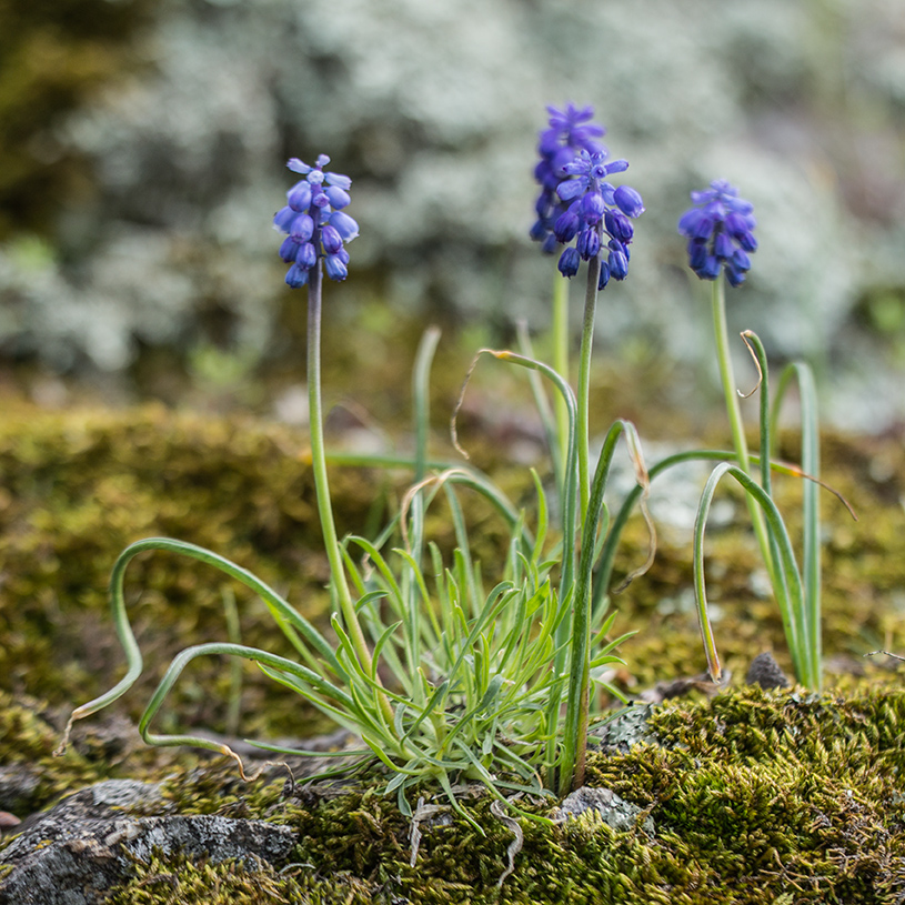 Изображение особи Muscari armeniacum.