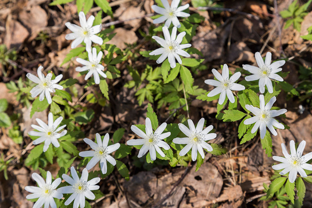 Изображение особи Anemone altaica.