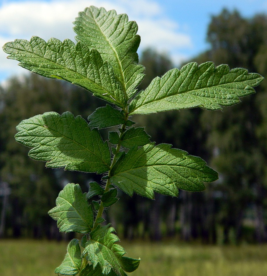 Image of Agrimonia eupatoria specimen.