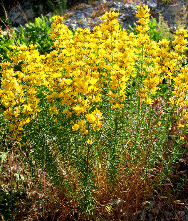 Image of Hypericum lydium specimen.