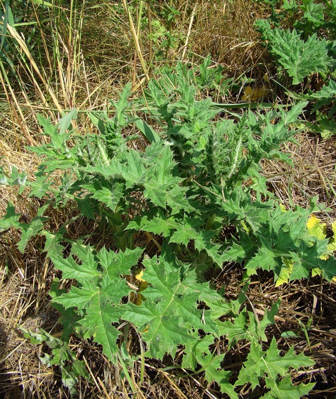 Изображение особи Echinops sphaerocephalus.