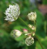 Astrantia pontica. Соцветие. Адыгея, плато Лагонаки, пер. Азишский, 1700 м н.у.м., поляна в пихтовом лесу. 12.07.2014.