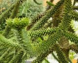 Araucaria araucana